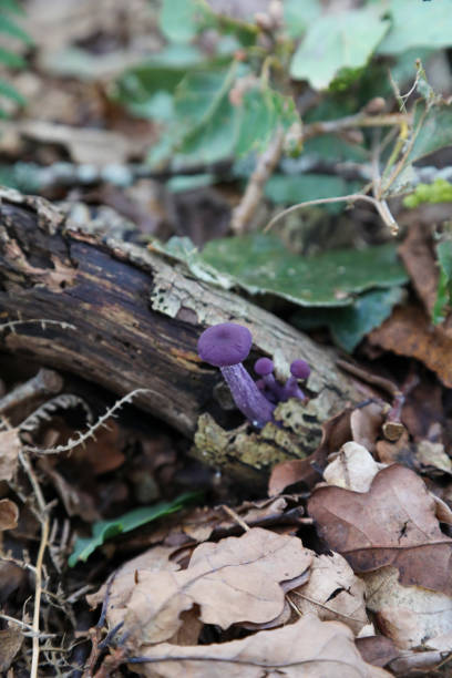 istock Amethyst Deceiver (Laccaria amethystina) purple mushroom 1759880024