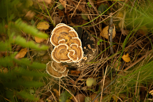 Foraging trip in autumn finds multi-coloured bracket fungus amongst undergrowth