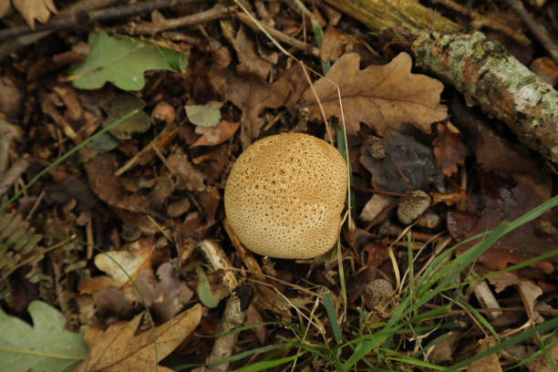 영국 삼림 지대의 일반적인 earthball (scleroderma citrinum) 버섯 - 자주졸각버섯 뉴스 사진 이미지