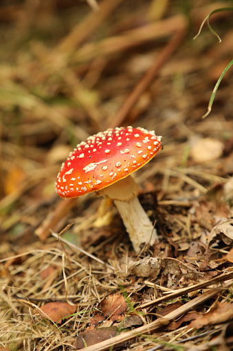 set of poisonous fly agaric mushrooms isolated on white background