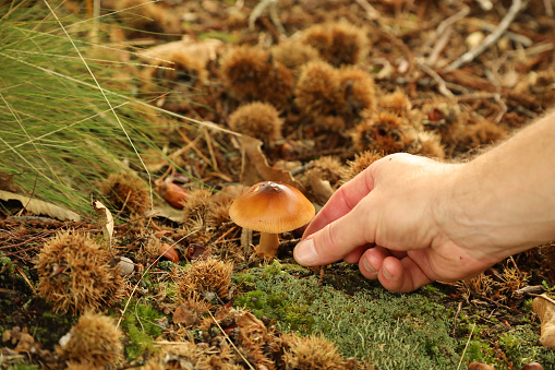 Autumn foraging trip at Dunwich Heath, Suffolk finds fungi growing in the moss