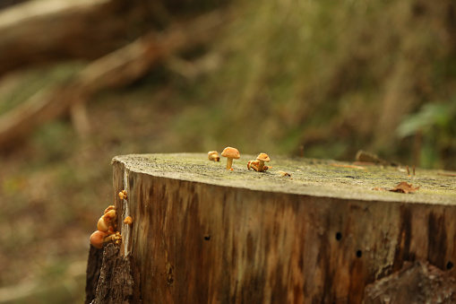 'Sulphur Tuft' or 'Clustered Woodlover' poisonous toadstools in damp autumn English woodland