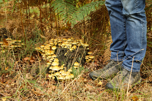'Sulphur Tuft' of 'Clustered Woodlover' poisonous group of fungi discovered while foraging in autumn