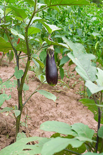 istock Eggplant in farmland 175988250