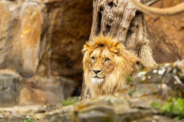 istock African Lion (Panthera leo) Spotted Outdoors 1759885715
