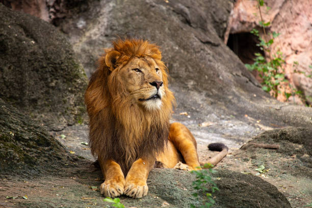 istock African Lion (Panthera leo) Spotted Outdoors 1759885732
