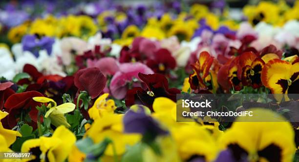 Flowers With Petals Multicolor For Sale In A Greenhouse Stock Photo - Download Image Now