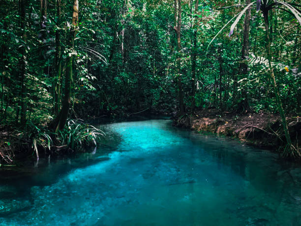 une rivière cristalline au milieu de la jungle à raja ampat, en indonésie - archipel raja ampat photos et images de collection