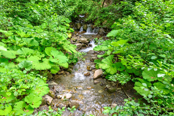 Mountain stream with a waterfall in the Alpine mountains. Beautiful landscape with mountains, green grassy meadows and a hiking trail in springtime.
