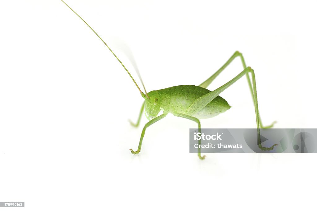 Cespuglio-cricket - Foto stock royalty-free di Ala di animale