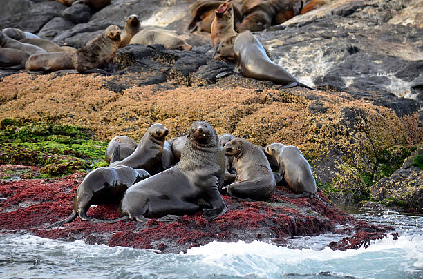 istock Seal Colony on Rocky Outcrop 175990225