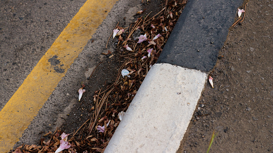 background of fallen leaves on the asphalt in the city