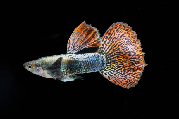istock Multi color guppy fish (Poecilia reticulata) isolated on black background. 1759905771