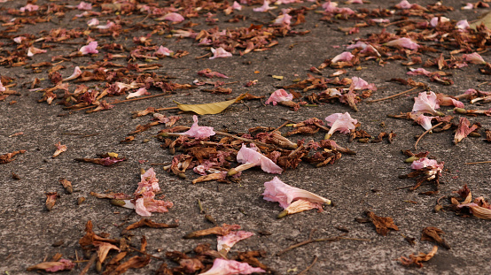 background of fallen leaves on the asphalt in the city