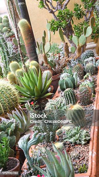 Mix Of Many Succulents And Cactus Stock Photo - Download Image Now - Arizona, Backgrounds, Blood