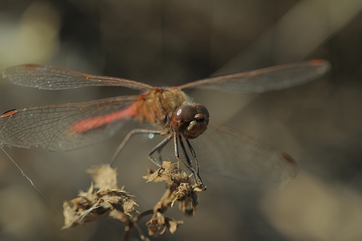 Brown dragonfly sitting on the flower