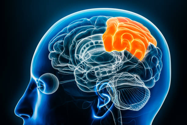 High Parietal Lobo Parietal Lateral View Of The Brain: Anatomy And Functions
