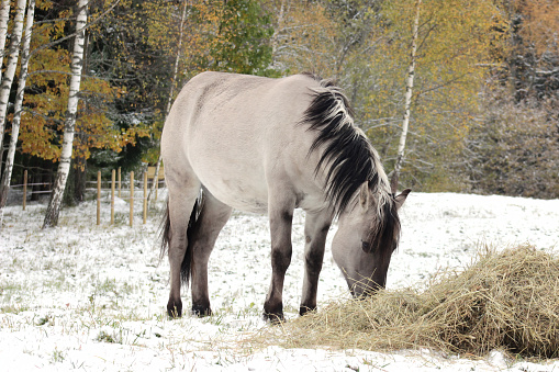 White horse (Polish Konik) prepearing for winter, eating hay, close up, portrait.