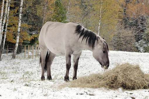 White horse (Polish Konik) prepearing for winter, eating hay, close up, portrait.