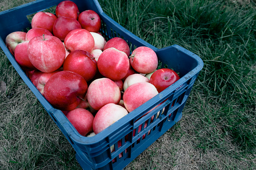 Harvesting in the garden. Red ripe juicy apples in a plastic box Apples in plastic crate. Harvesting fruit in garden at autumn.