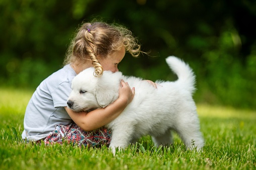 A young girl embracing an adorable Great Pyrenees puppy in a lush green meadow