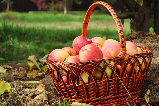 Organic Organic Apples in the Basket. Orchard. Harvested red apples in a basket