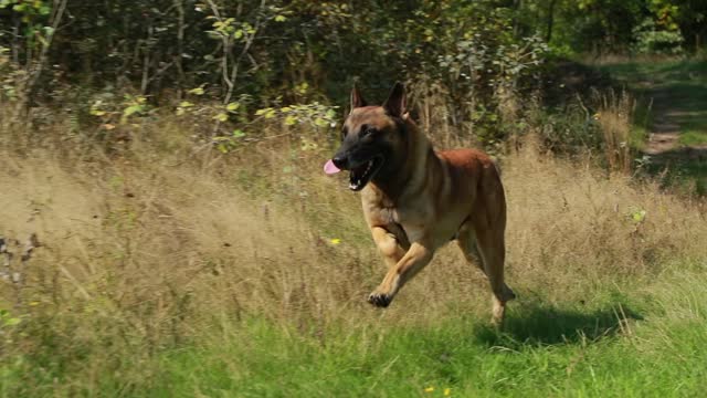 Slow Motion Of Malinois Dog Running On Grass In Country Road. Belgian Sheepdog Before Training. Belgian Sheepdog Are Active, Intelligent, Friendly, Protective, Alert And Hard-working. Belgium, Chien De Berger Belge Dog