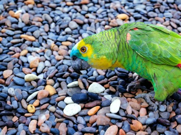 Parrot stock photo