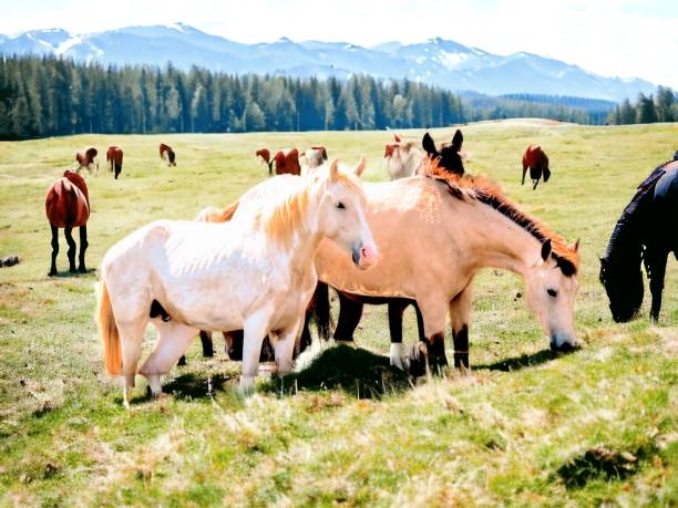 Horses stock photo