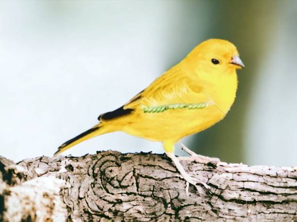 Yellow bird stock photo