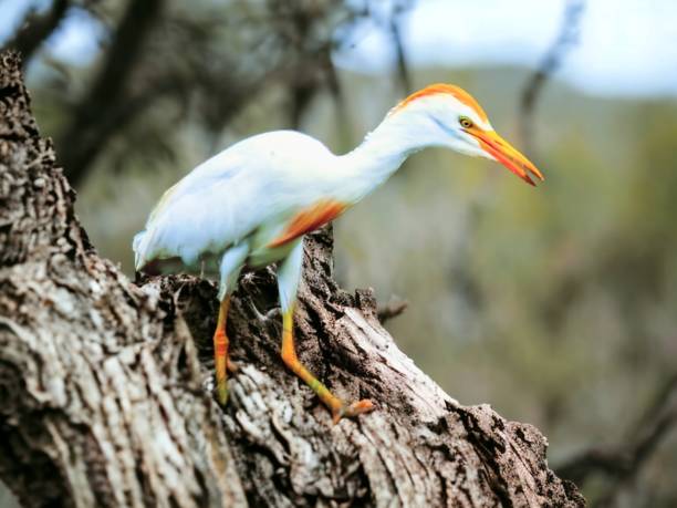 White heron stock photo