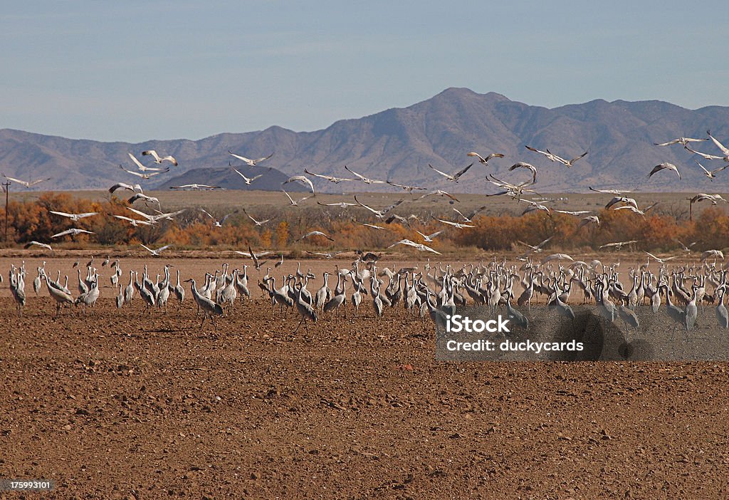 Tomar voo Sandhill guindastes - Royalty-free Animal Foto de stock