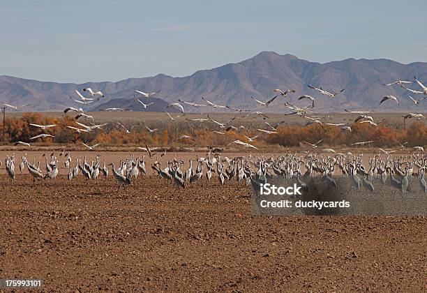 Tomar Voo Sandhill Guindastes - Fotografias de stock e mais imagens de Animal - Animal, Animal selvagem, Ao Ar Livre