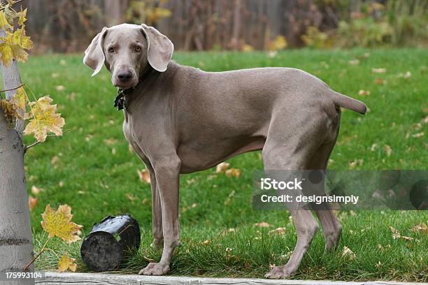 Photo libre de droit de Adorable Chien Braque De Weimar banque d'images et plus d'images libres de droit de Amitié - Amitié, Animaux de compagnie, Animaux domestiques