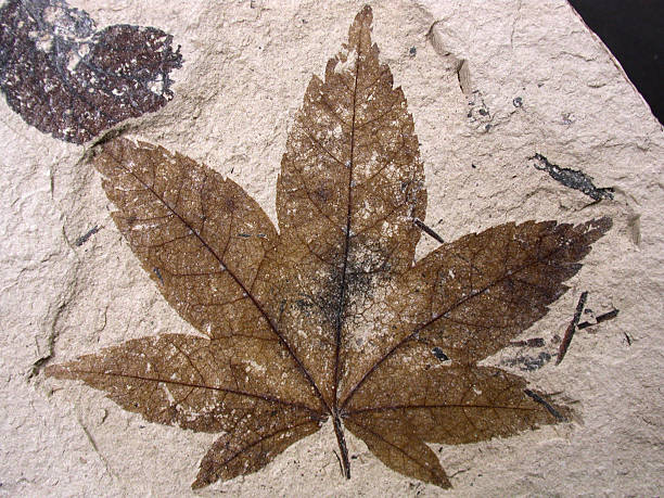 hoja de fósil - fossil leaves fotografías e imágenes de stock