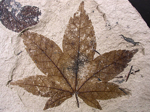 folha de fósseis - fossil leaves imagens e fotografias de stock