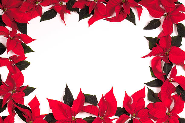 istock Poinsettia Border 175993173