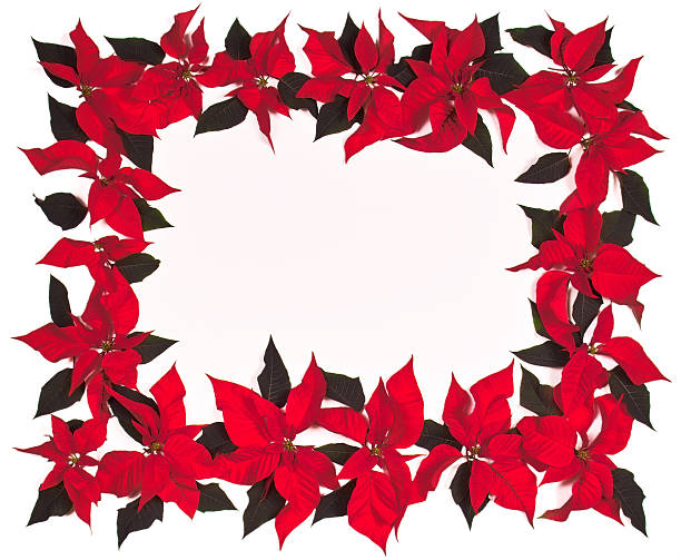 istock Poinsettia Border II 175993175