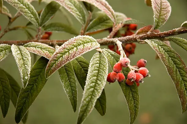 Photo of Winter berries