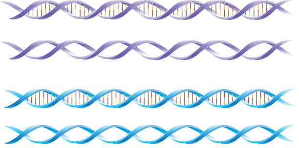 днк молекулярной - dna helix helix model red stock illustrations