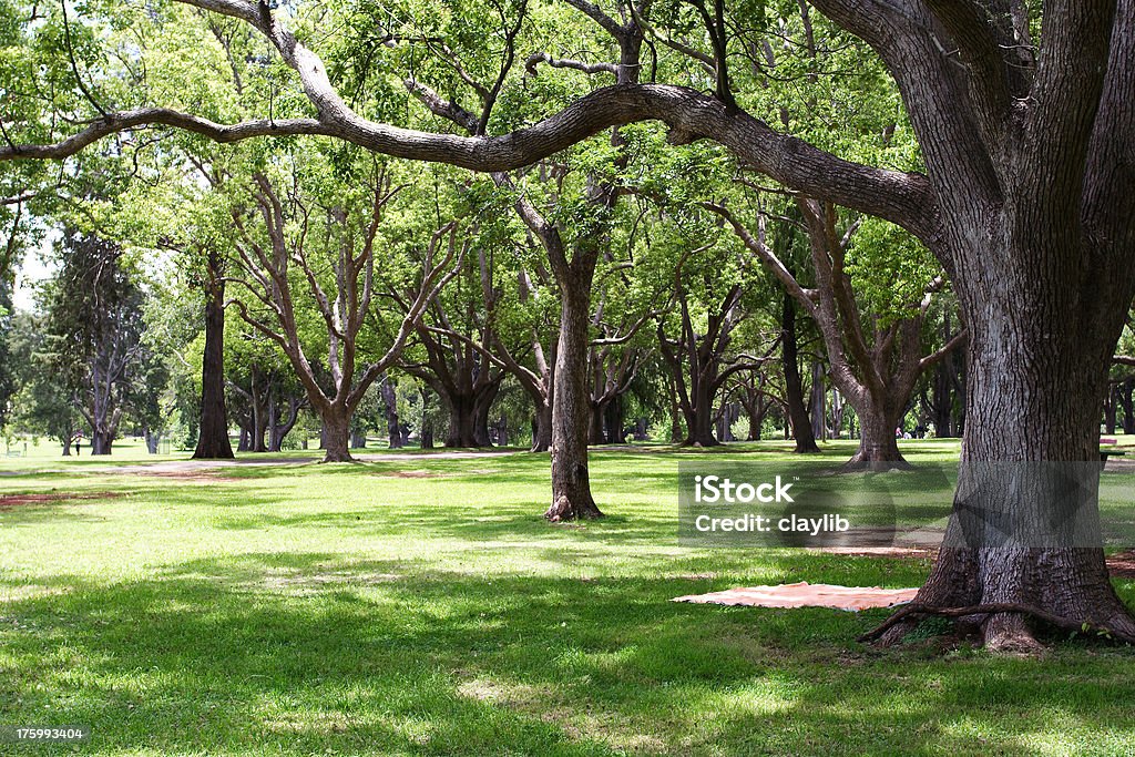 Parco verde con Coperta da picnic layed fuori sotto l'albero - Foto stock royalty-free di Albero