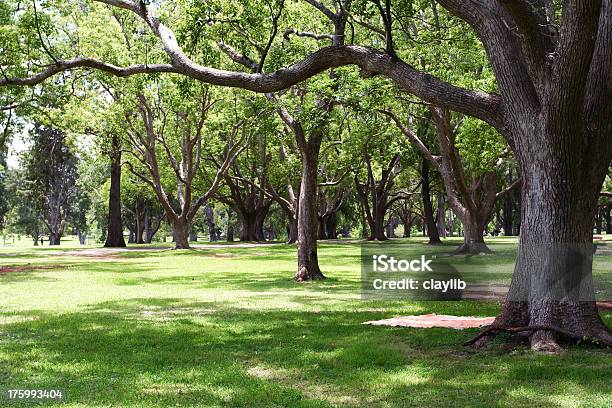 Parco Verde Con Coperta Da Picnic Layed Fuori Sotto Lalbero - Fotografie stock e altre immagini di Albero