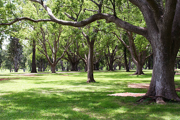 istock green parkland with picnic blanket layed out under tree 175993404