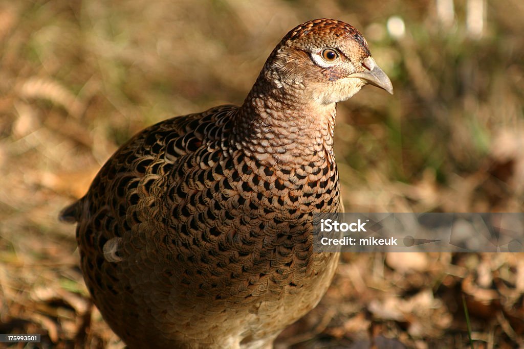 Pássaro fêmea do Faisão rural do Reino Unido - Royalty-free Cabeça de animal Foto de stock