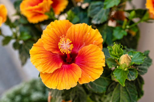 Three pink hibiscus flowers on green bush close up