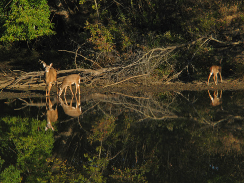 Three deer standing by a pond with reflections