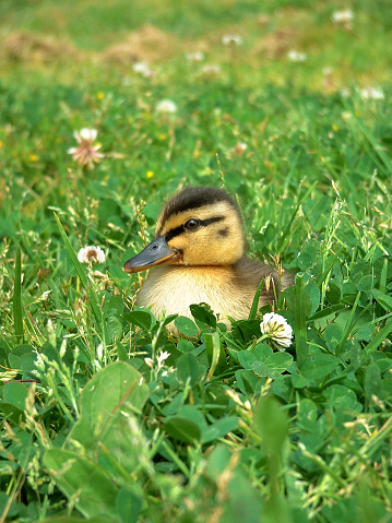 A wee duckling sits in grass and clover and looks at the camera.
