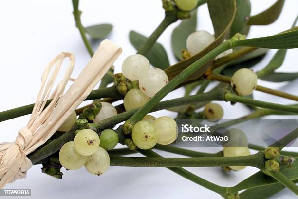 Foto de Misteltoe Cacho e mais fotos de stock de Baga - Fruta - Baga - Fruta, Branco, Cerimônia