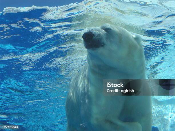 Eisbäraufnahme Unter Wasser Stockfoto und mehr Bilder von Arktis - Arktis, Bär, Fotografie