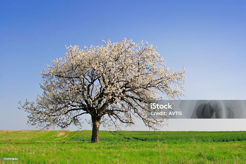 Cerejeira Blossoming - Royalty-free Agricultura Foto de stock